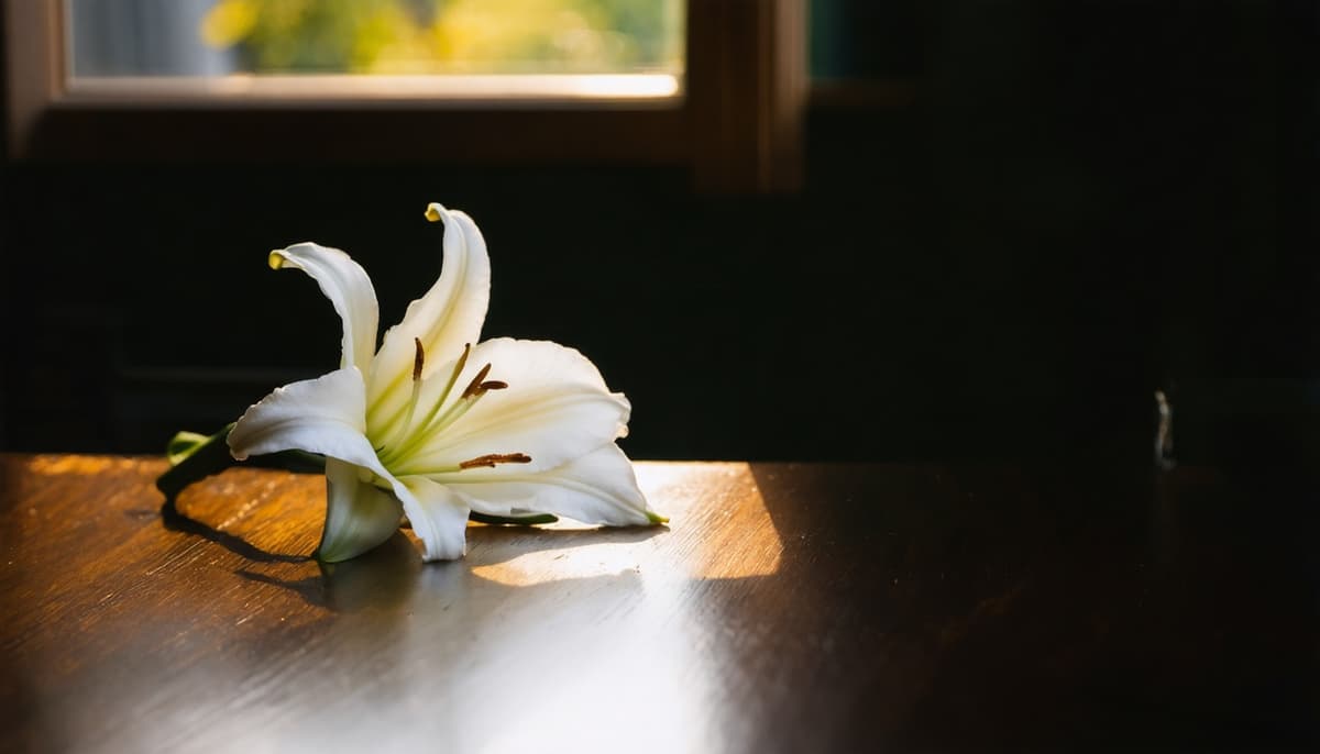 A single white lily — symbol of remembrance